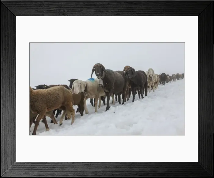 Framed Print : DDE-90028770