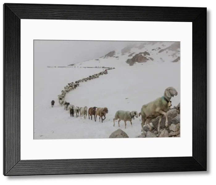 Framed Print : DDE-90028771 Framed Print : DDE-90028771