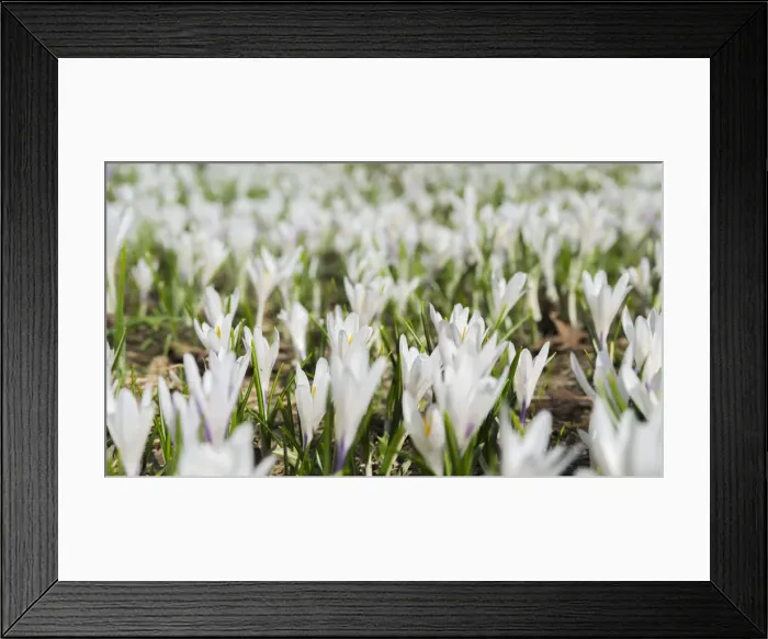 Framed Print : DDE-90028778