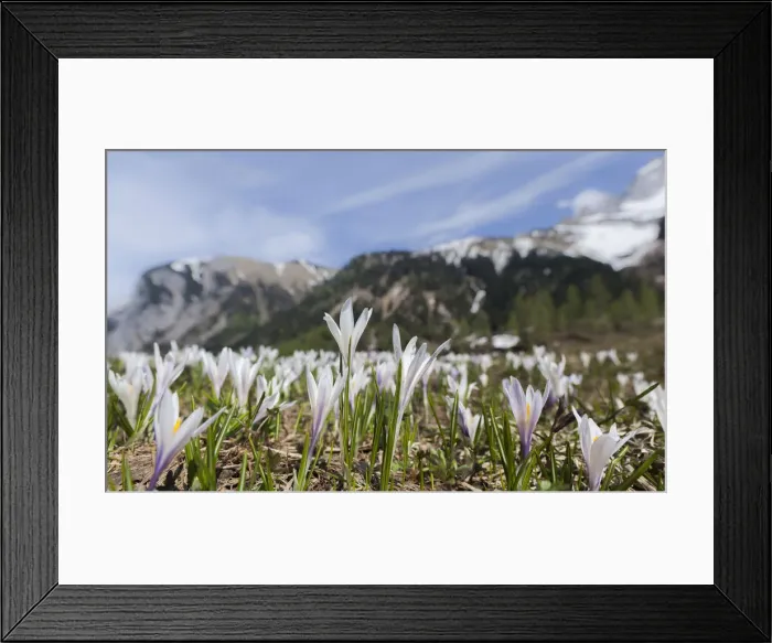 Framed Print : DDE-90028783 Framed Print : DDE-90028783