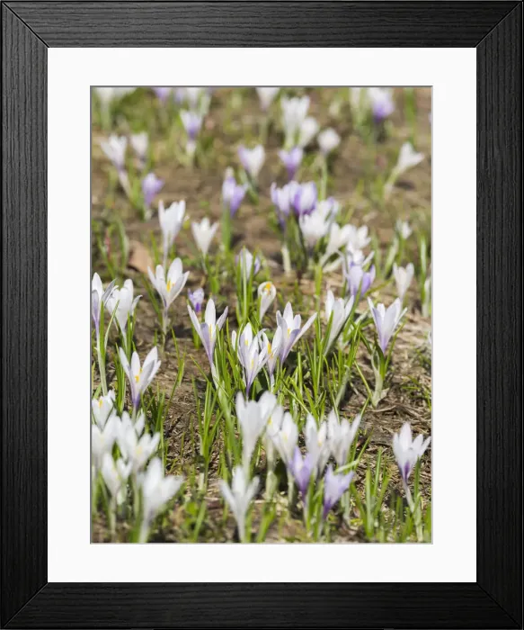 Framed Print : DDE-90028784 Framed Print : DDE-90028784