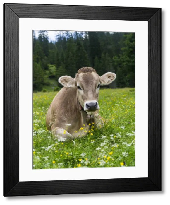 Framed Print : DDE-90028950 Framed Print : DDE-90028950