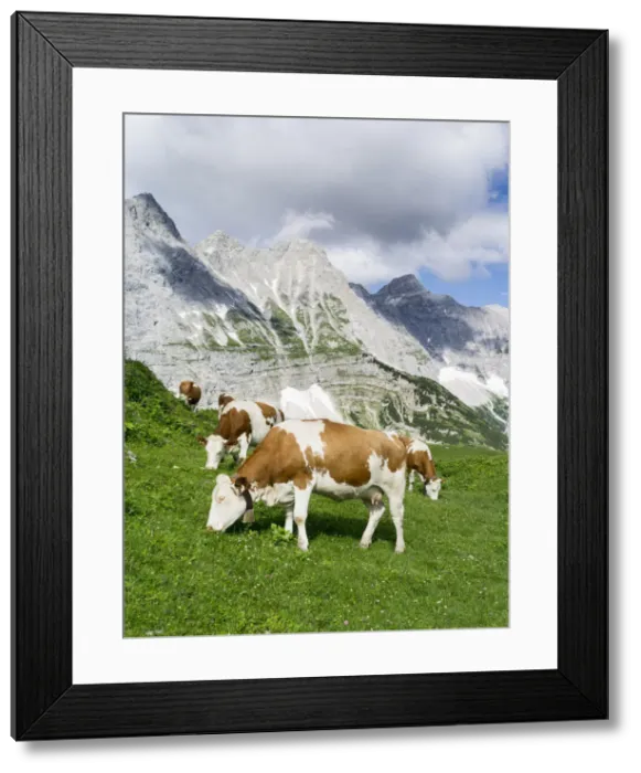Framed Print : DDE-90028954 Framed Print : DDE-90028954