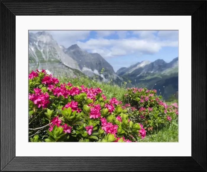 Framed Print : DDE-90028977 Framed Print : DDE-90028977