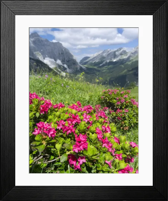 Framed Print : DDE-90028978 Framed Print : DDE-90028978