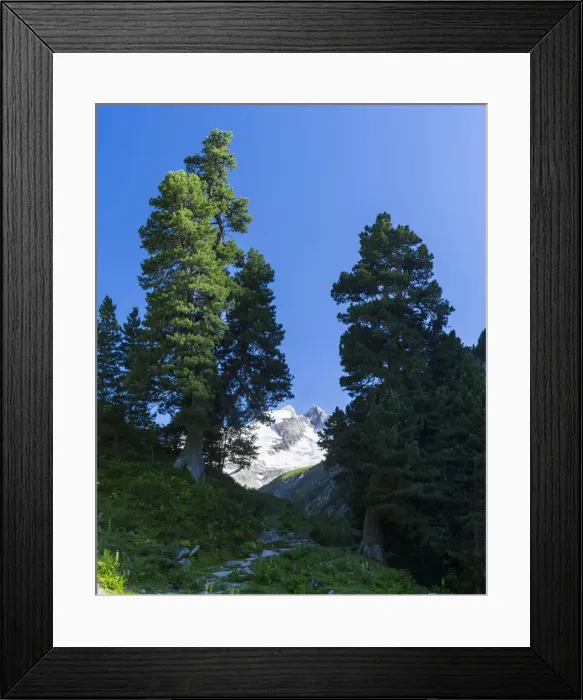 Framed Print : DDE-90029003 Framed Print : DDE-90029003