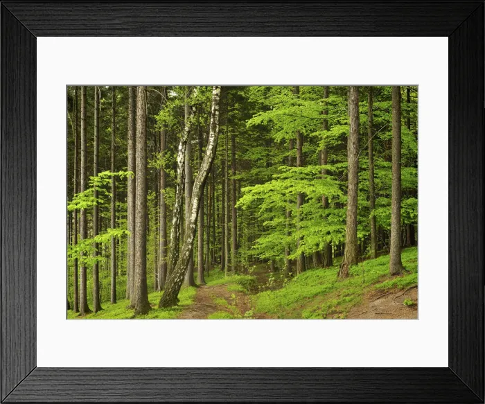 Framed Print : DDE-90029075
