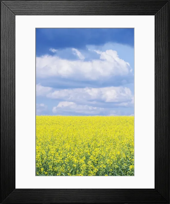Framed Print : DDE-90029099 Framed Print : DDE-90029099