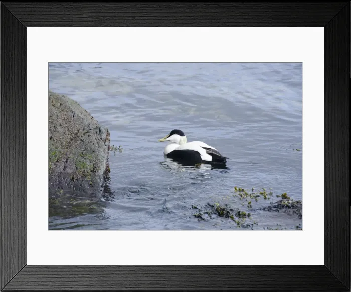 Framed Print : DDE-90029121 Framed Print : DDE-90029121