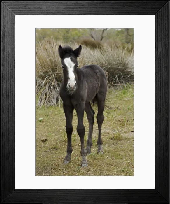 Framed Print : DDE-90029178 Framed Print : DDE-90029178