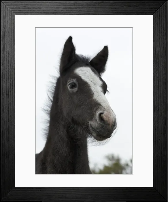 Framed Print : DDE-90029180 Framed Print : DDE-90029180