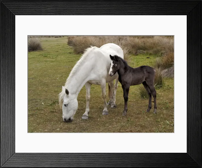 Framed Print : DDE-90029179 Framed Print : DDE-90029179