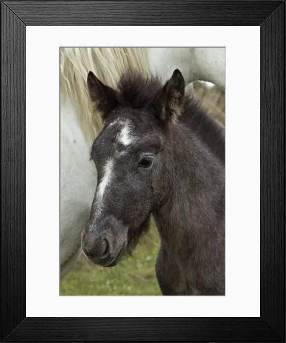 Framed Print : DDE-90029182 Framed Print : DDE-90029182
