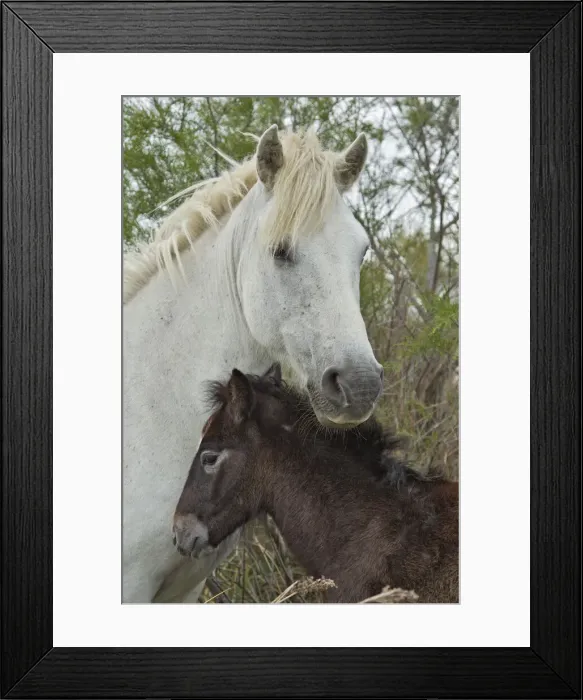 Framed Print : DDE-90029183