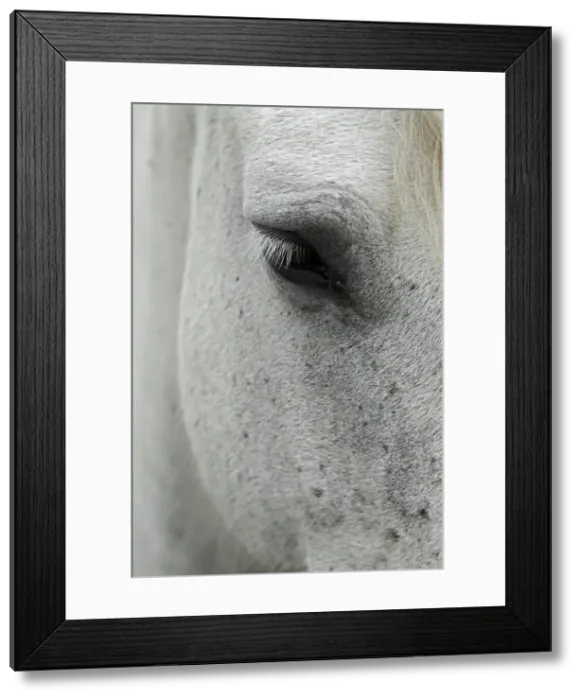 Framed Print : DDE-90029181 Framed Print : DDE-90029181