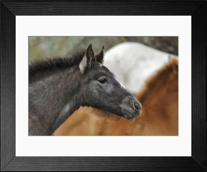 Framed Print : DDE-90029185 Framed Print : DDE-90029185