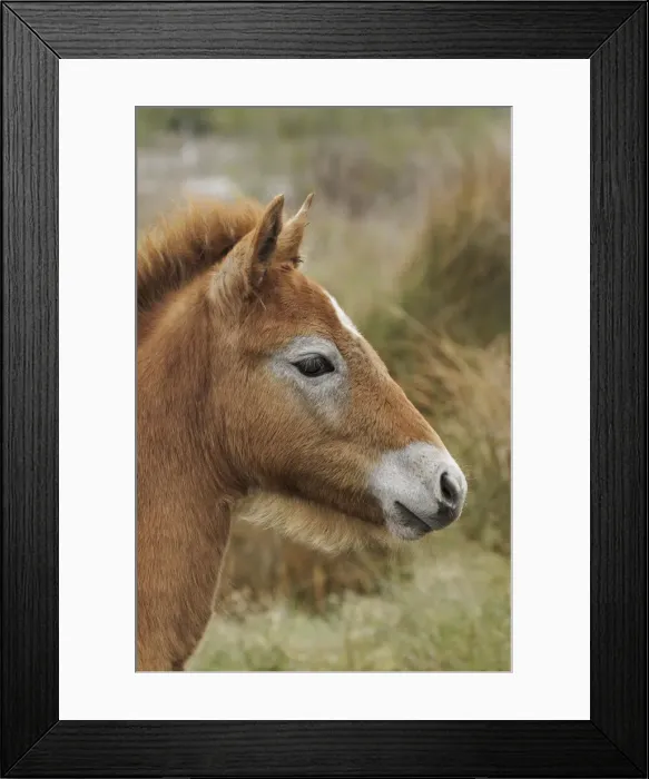 Framed Print : DDE-90029186 Framed Print : DDE-90029186