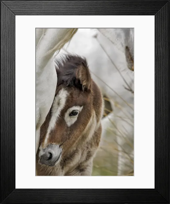 Framed Print : DDE-90029187 Framed Print : DDE-90029187
