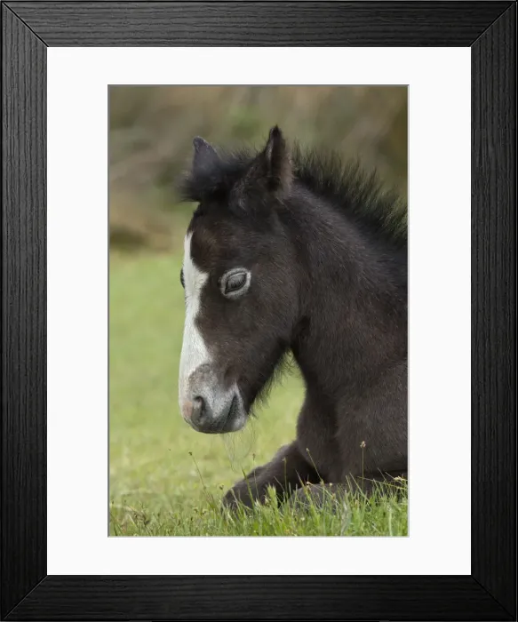 Framed Print : DDE-90029188 Framed Print : DDE-90029188