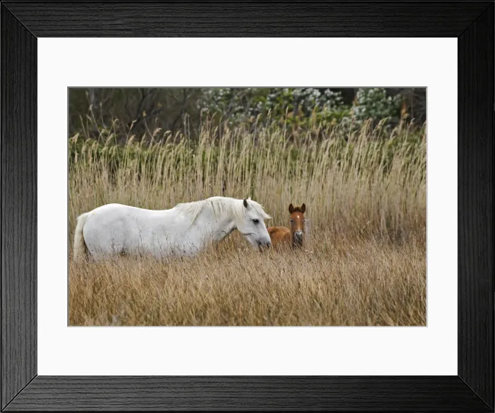 Framed Print : DDE-90029189 Framed Print : DDE-90029189