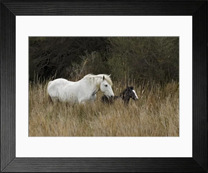 Framed Print : DDE-90029190 Framed Print : DDE-90029190