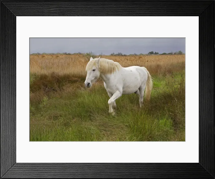 Framed Print : DDE-90029191 Framed Print : DDE-90029191
