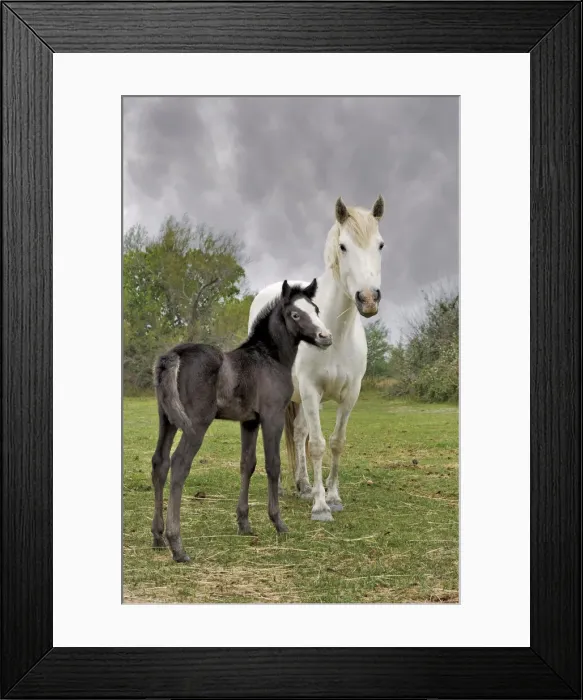 Framed Print : DDE-90029184