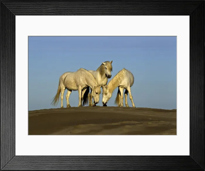 Framed Print : DDE-90029194 Framed Print : DDE-90029194