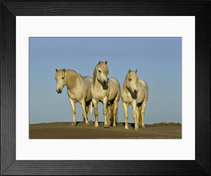 Framed Print : DDE-90029195 Framed Print : DDE-90029195