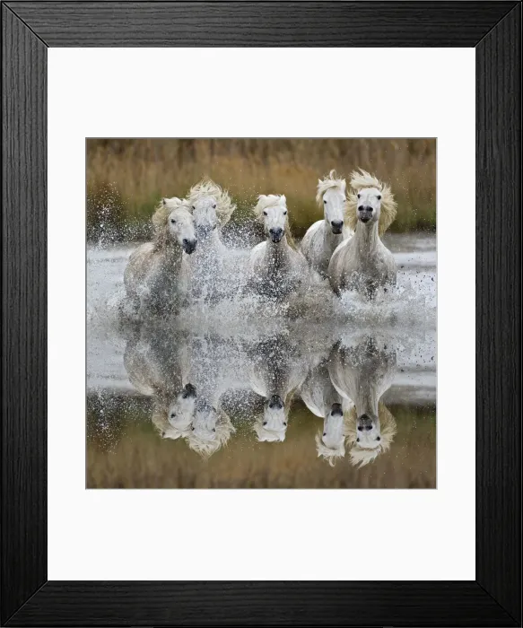 Framed Print : DDE-90029201 Framed Print : DDE-90029201