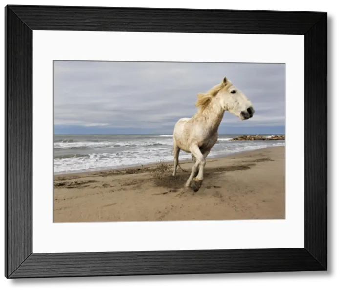 Framed Print : DDE-90029204 Framed Print : DDE-90029204