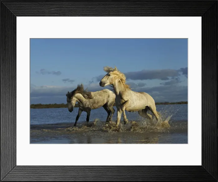 Framed Print : DDE-90029209 Framed Print : DDE-90029209