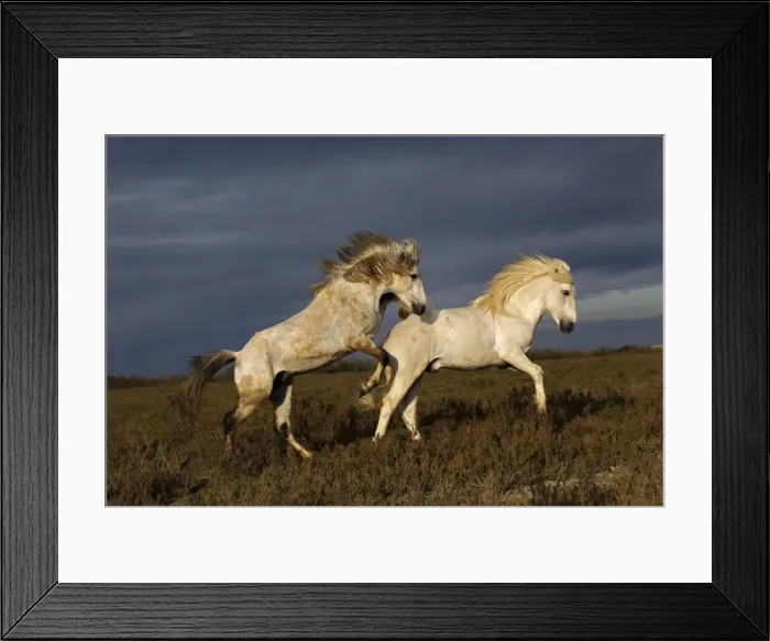 Framed Print : DDE-90029210 Framed Print : DDE-90029210