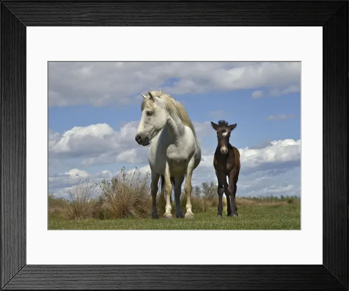 Framed Print : DDE-90029213 Framed Print : DDE-90029213