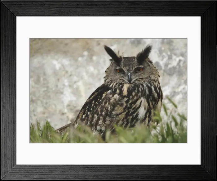 Framed Print : DDE-90029216 Framed Print : DDE-90029216