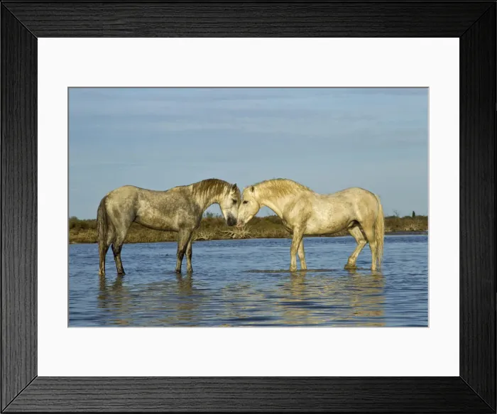 Framed Print : DDE-90029217 Framed Print : DDE-90029217