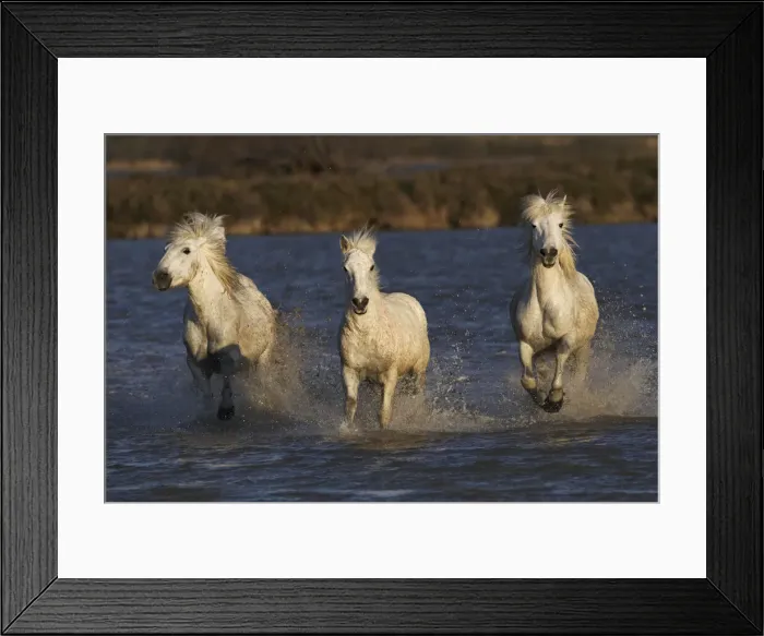 Framed Print : DDE-90029219 Framed Print : DDE-90029219