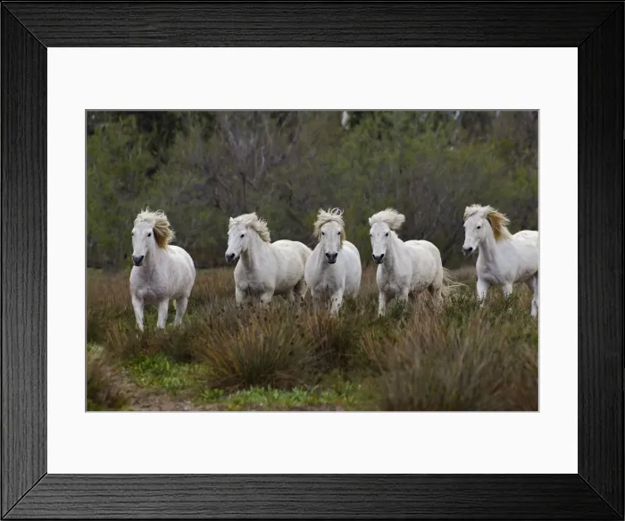 Framed Print : DDE-90029218 Framed Print : DDE-90029218
