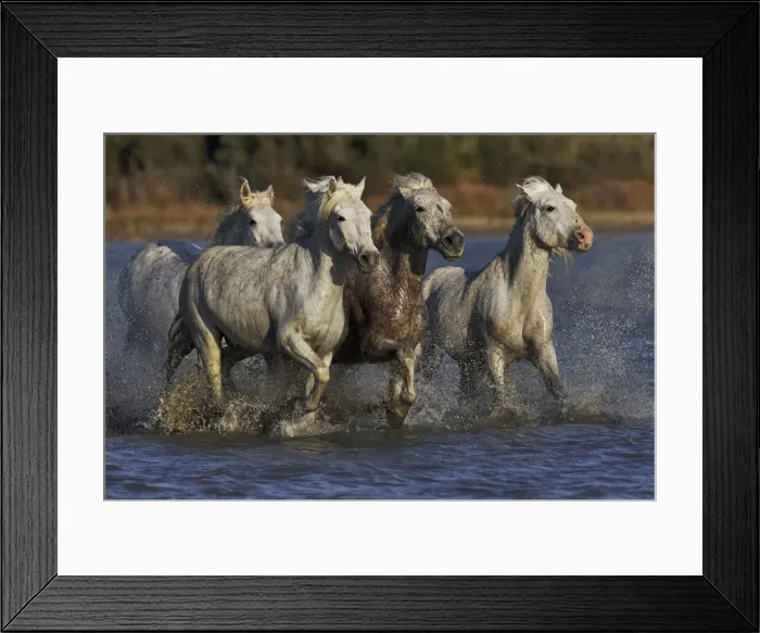 Framed Print : DDE-90029221 Framed Print : DDE-90029221