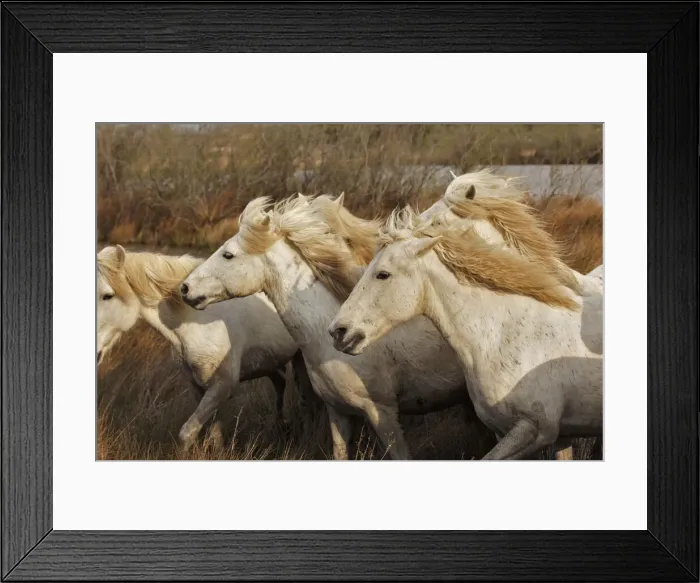 Framed Print : DDE-90029223 Framed Print : DDE-90029223