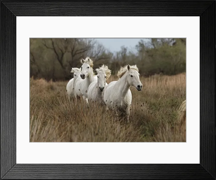 Framed Print : DDE-90029222 Framed Print : DDE-90029222
