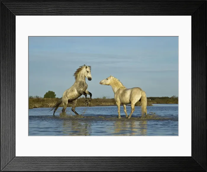 Framed Print : DDE-90029226 Framed Print : DDE-90029226