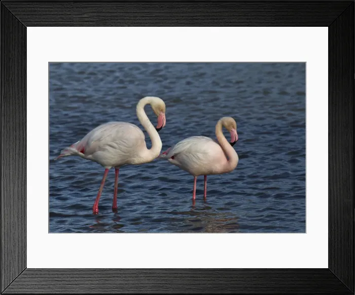Framed Print : DDE-90029227 Framed Print : DDE-90029227