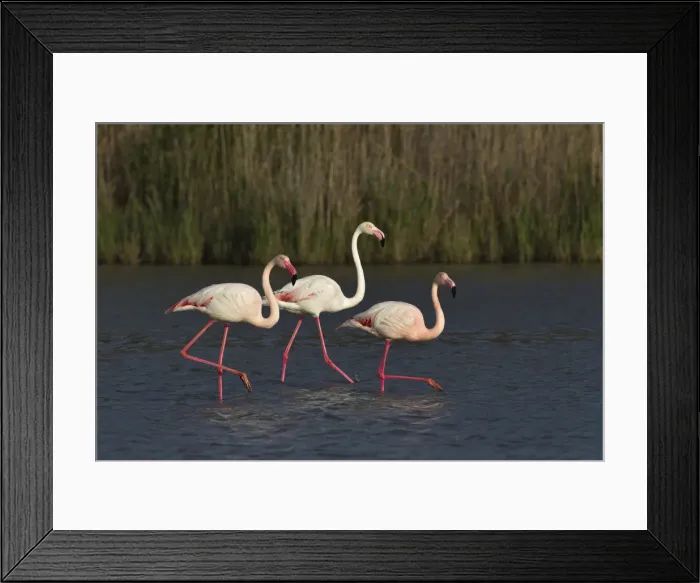 Framed Print : DDE-90029228