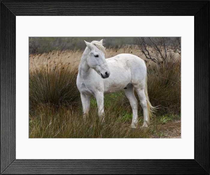 Framed Print : DDE-90029230 Framed Print : DDE-90029230