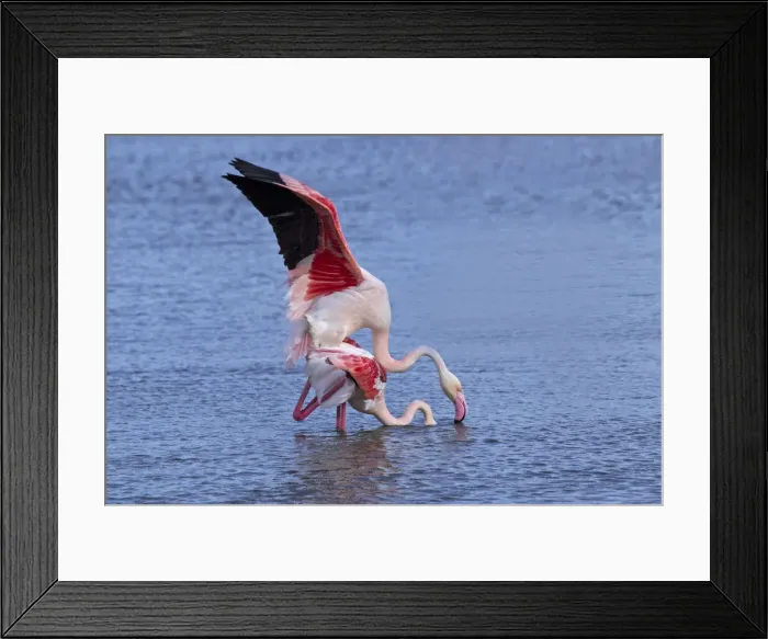 Framed Print : DDE-90029229 Framed Print : DDE-90029229