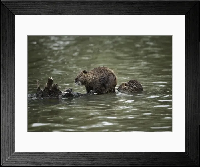 Framed Print : DDE-90029233 Framed Print : DDE-90029233