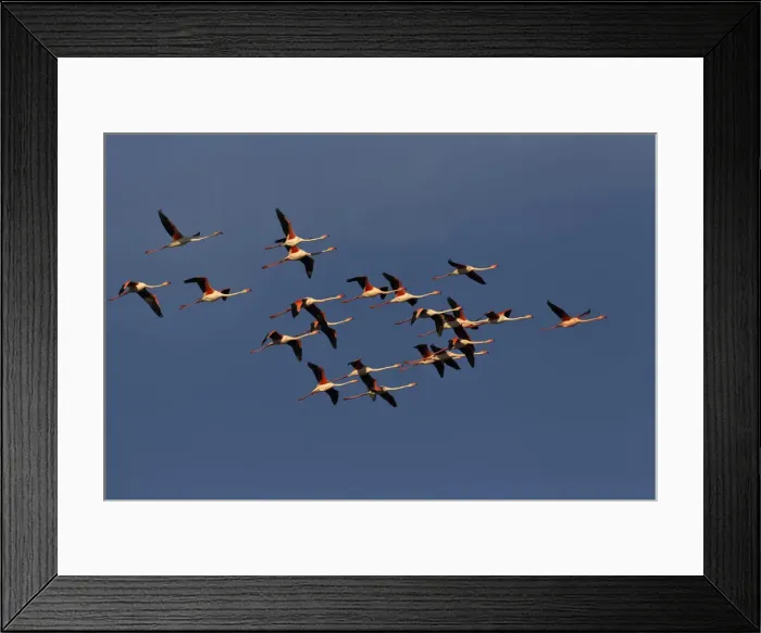 Framed Print : DDE-90029234 Framed Print : DDE-90029234