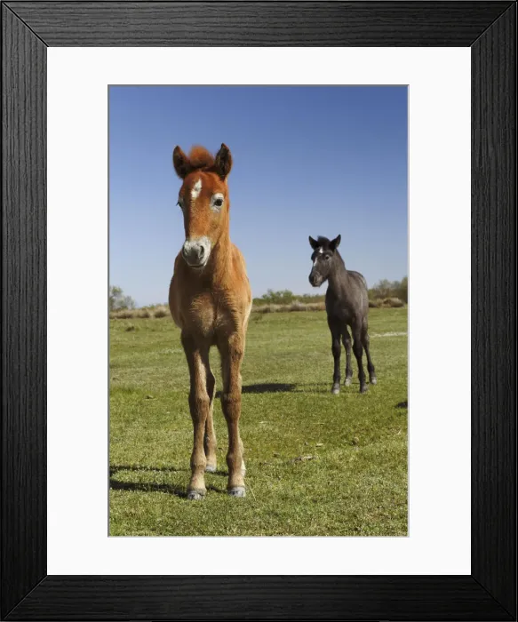 Framed Print : DDE-90029236 Framed Print : DDE-90029236