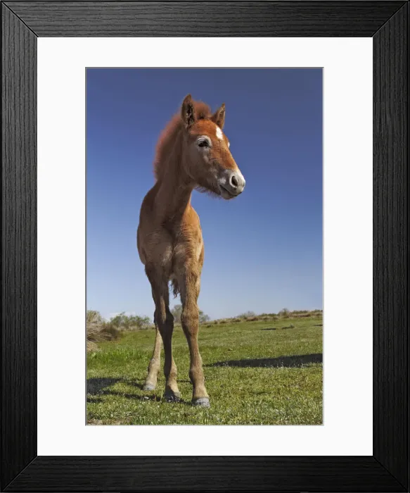 Framed Print : DDE-90029237 Framed Print : DDE-90029237